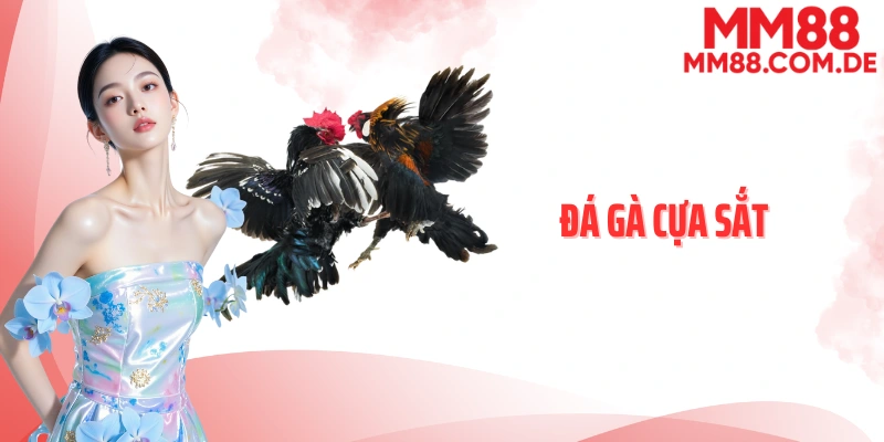 Đá gà cựa sắt